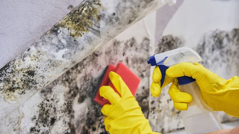 Black Mold Remediation in Fort Lauderdale, FL