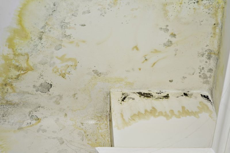 Mold Abatement Service in Jupiter, FL