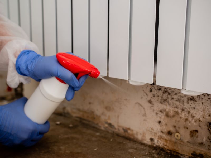 Mold Cleanup Service in Dallas, TX