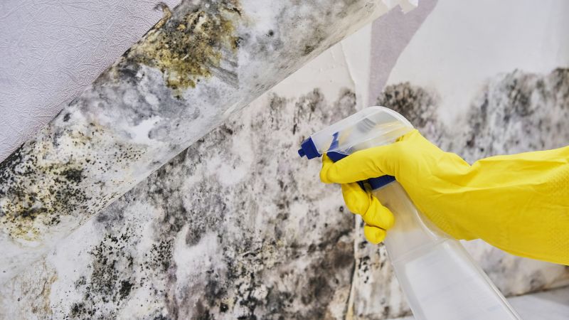 Mold Control in Boynton Beach, FL