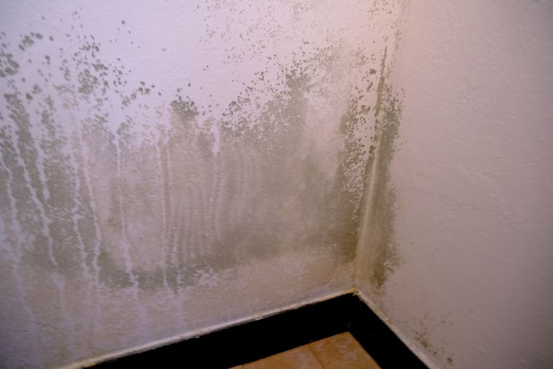 Mold Mitigation Service in Essex County, NJ