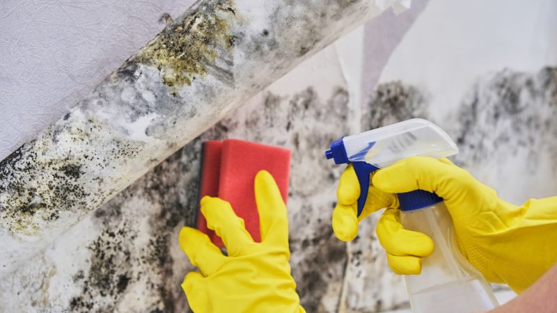 Mold Mitigation Service in Jupiter, FL