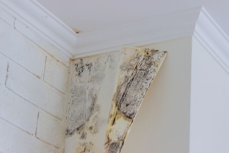 Mold Restoration in Essex County, NJ